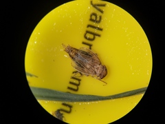 Athysanini