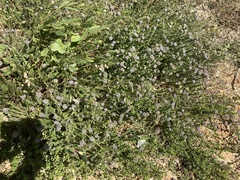 Aspalathus cephalotes