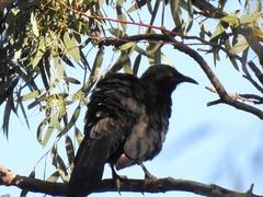 Corcorax melanorhamphos