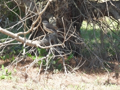 Mimus triurus