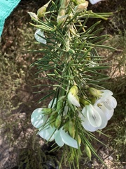 Psoralea odoratissima