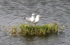 Larus brachyrhynchus