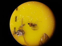 Elaphropeza ephippiata