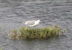 Larus brachyrhynchus