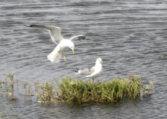 Larus brachyrhynchus