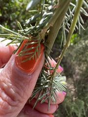 Psoralea odoratissima