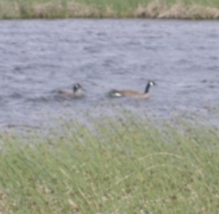 Branta canadensis