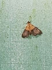 Agrotera