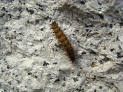 Nymphalidae