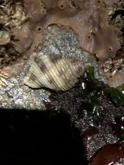 Nucella canaliculata