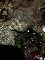 Nucella canaliculata