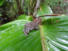 Rhinella alata