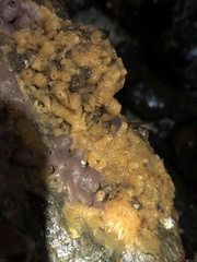 Halichondria panicea