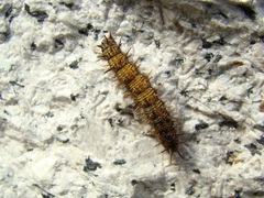 Nymphalidae