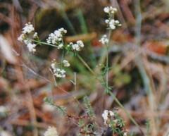 Galium pumilum
