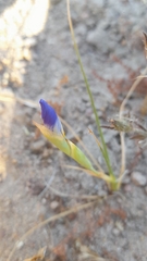 Calydorea xiphioides