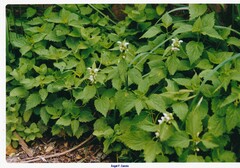 Lamium flexuosum