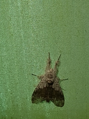 Calliteara horsfieldii