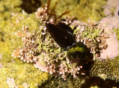 Corallina officinalis