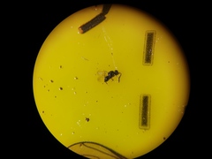 Ceraphronoidea