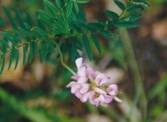 Vicia orobus