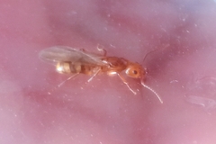 Dolichoderus lutosus