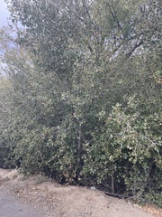 Quercus wislizeni