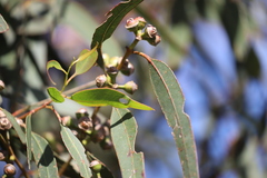 Eucalyptus exserta