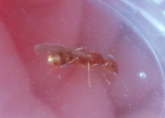 Dolichoderus lutosus