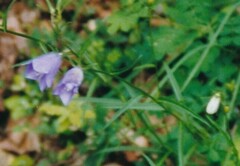 Campanula rapunculus