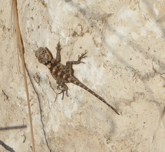 Laudakia vulgaris