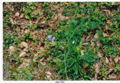 Campanula rapunculus