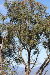 Eucalyptus exserta