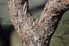 Eucalyptus exserta