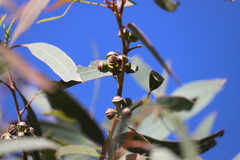 Eucalyptus exserta