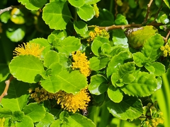 Azara serrata