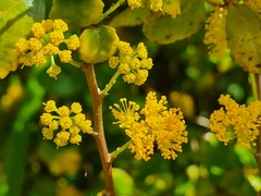 Azara serrata