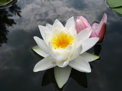 Nymphaea × marliacea