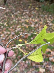 Viburnum sieboldii