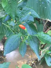 Capsicum