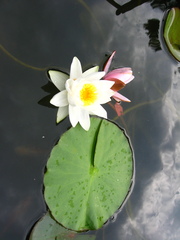 Nymphaea × marliacea
