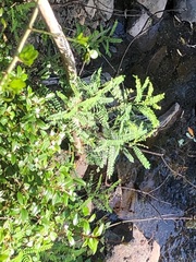 Sophora fraseri