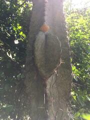 Lophocereus marginatus