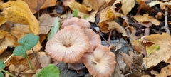 Hydnangiaceae