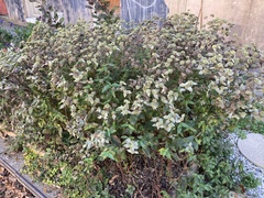Pycnanthemum muticum