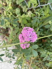 Achillea millefolium