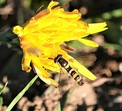 Sphaerophoria contigua