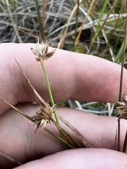 Juncus nodosus