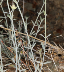 Monardella linoides sierrae