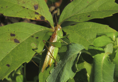 Conocephalini